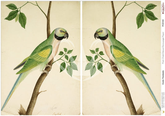 Posh Chalk Deluxe Decoupage from The House of Mendes Exotic Parakeets